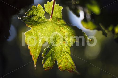 Weinblatt (Chile, Vinos Lautaro) - lobOlmo Fair-Trade-Fotoarchiv