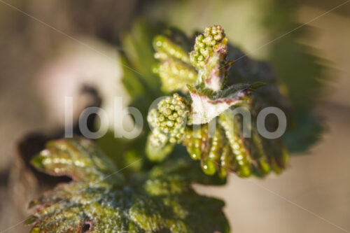 Weinblüte (Chile, Miguel Torres) - lobOlmo Fair-Trade-Fotoarchiv