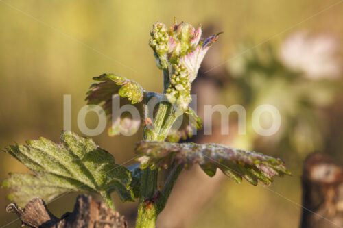 Weinblüte (Chile, Miguel Torres) - lobOlmo Fair-Trade-Fotoarchiv