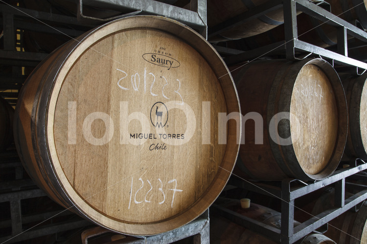 Weinfasslager (Chile, Miguel Torres) - lobOlmo Fair-Trade-Fotoarchiv