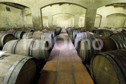 Weinfasslager (Südafrika, Koopmanskloof) - lobOlmo Fair-Trade-Fotoarchiv