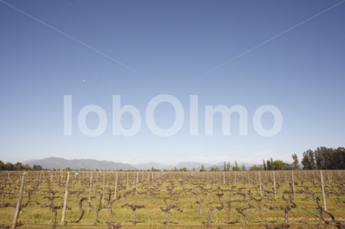 Weinfeld (Chile, Miguel Torres) - lobOlmo Fair-Trade-Fotoarchiv