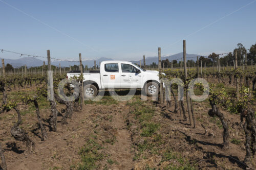 Weinfeld (Chile, Miguel Torres) - lobOlmo Fair-Trade-Fotoarchiv