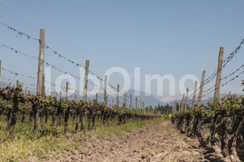 Weinfeld (Chile, Miguel Torres) - lobOlmo Fair-Trade-Fotoarchiv