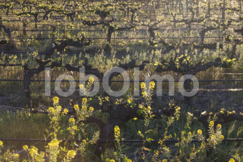 Weinfeld (Chile, Miguel Torres) - lobOlmo Fair-Trade-Fotoarchiv