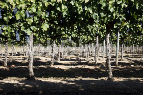 Weinfeld (Chile, Vinos Lautaro) - lobOlmo Fair-Trade-Fotoarchiv