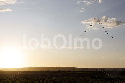 Weinfeld (Südafrika, Stellar Organics) - lobOlmo Fair-Trade-Fotoarchiv