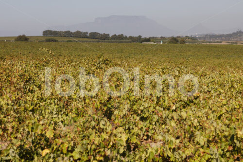 Weinfeld mit Tafelberg (Südafrika, Koopmanskloof) - lobOlmo Fair-Trade-Fotoarchiv