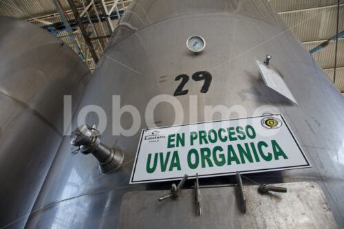 Weingärung (Chile, Vinos Lautaro) - lobOlmo Fair-Trade-Fotoarchiv