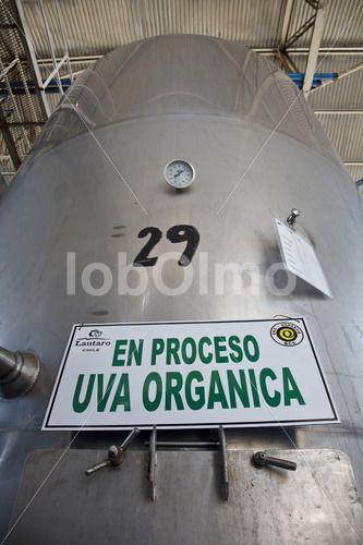 Weingärung (Chile, Vinos Lautaro) - lobOlmo Fair-Trade-Fotoarchiv