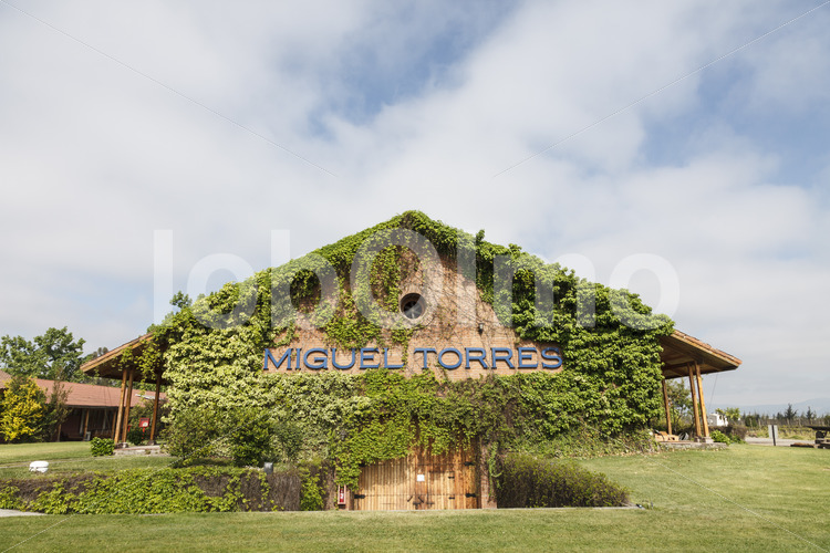 Weingut Miguel Torres (Chile, Miguel Torres) - lobOlmo Fair-Trade-Fotoarchiv