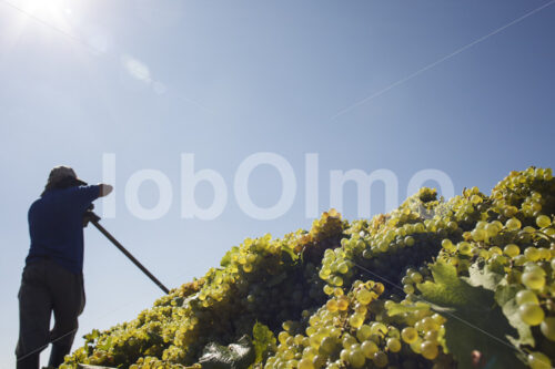 Weinlese (Chile, Vinos Lautaro) - lobOlmo Fair-Trade-Fotoarchiv