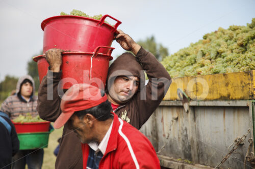 Weinlese (Chile, Vinos Lautaro) - lobOlmo Fair-Trade-Fotoarchiv