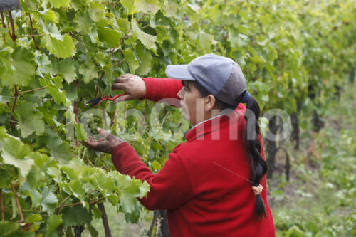 Weinlese (Chile, Vinos Lautaro) - lobOlmo Fair-Trade-Fotoarchiv