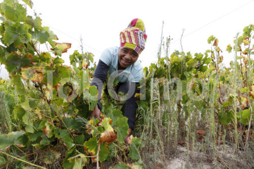 Weinlese (Südafrika, Koopmanskloof) - lobOlmo Fair-Trade-Fotoarchiv