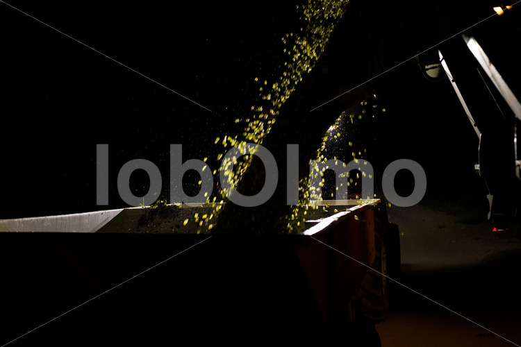 Weinlese (Südafrika, Stellar Organics) - lobOlmo Fair-Trade-Fotoarchiv