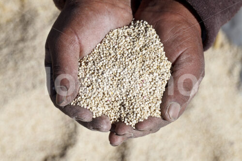 Weiße Quinoa (Bolivien, ANAPQUI) - lobOlmo Fair-Trade-Fotoarchiv