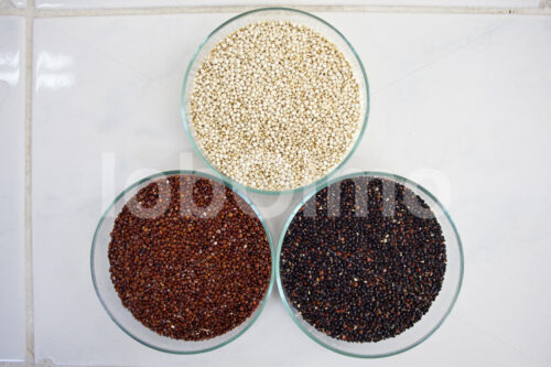 Weiße, rote und schwarze Quinoa (Bolivien, ANAPQUI) - lobOlmo Fair-Trade-Fotoarchiv