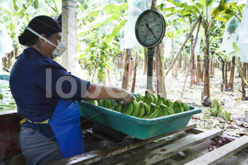 Wiegen geernteter Bananen (Ecuador, UROCAL) - lobOlmo Fair-Trade-Fotoarchiv