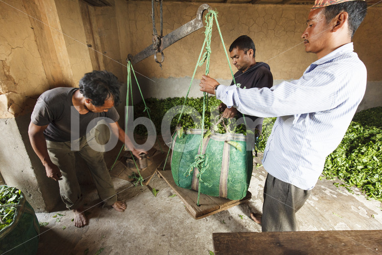 Wiegen geernteter Teeblätter (Nepal, KTE) - lobOlmo Fair-Trade-Fotoarchiv