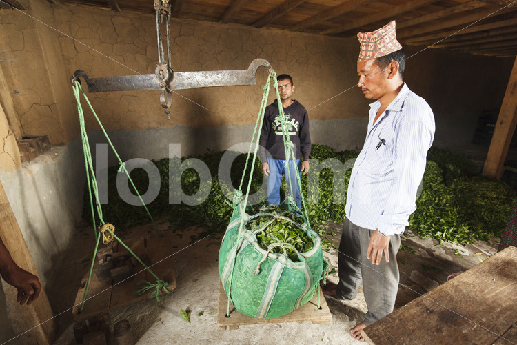 Wiegen geernteter Teeblätter (Nepal, KTE) - lobOlmo Fair-Trade-Fotoarchiv