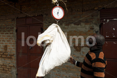 Wiegen grüner Vanilleschoten (Uganda, RFCU) - lobOlmo Fair-Trade-Fotoarchiv