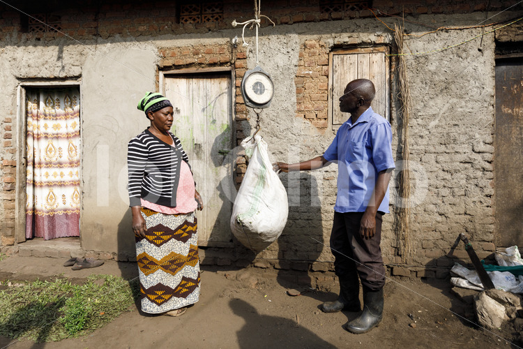 Wiegen grüner Vanilleschoten (Uganda, RFCU) - lobOlmo Fair-Trade-Fotoarchiv
