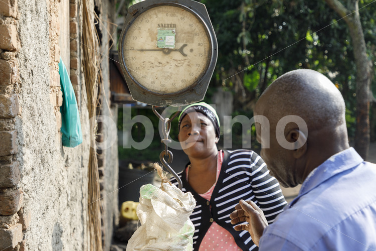 Wiegen grüner Vanilleschoten (Uganda, RFCU) - lobOlmo Fair-Trade-Fotoarchiv