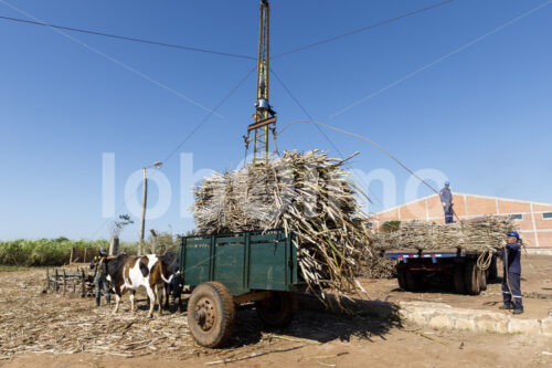 Wiegen von Zuckerrohr (Paraguay, Manduvira) - lobOlmo Fair-Trade-Fotoarchiv