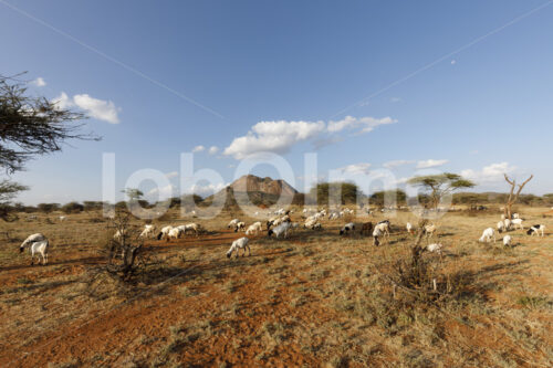 Ziegen (Kenia, BeadWORKS) - lobOlmo Fair-Trade-Fotoarchiv