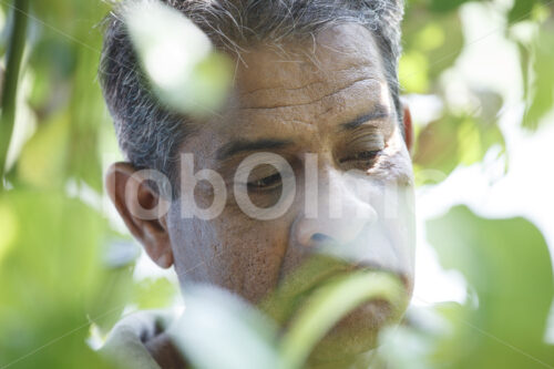 Zimtbauer (Sri Lanka, PODIE) - lobOlmo Fair-Trade-Fotoarchiv