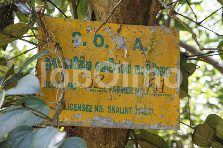 Zimtfeld (Sri Lanka, SOFA/BioFoods) - lobOlmo Fair-Trade-Fotoarchiv