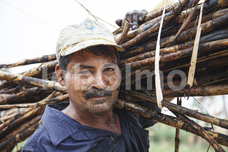 Zuckerrohrernte (Belize, BSCFA) - lobOlmo Fair-Trade-Fotoarchiv