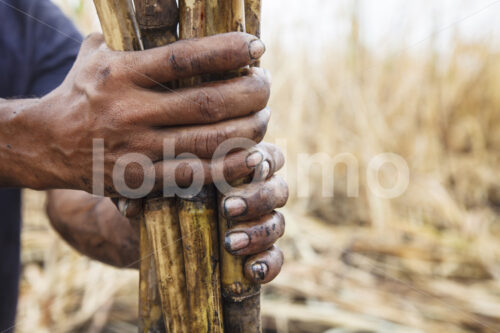 Zuckerrohrernte (Belize, BSCFA) - lobOlmo Fair-Trade-Fotoarchiv