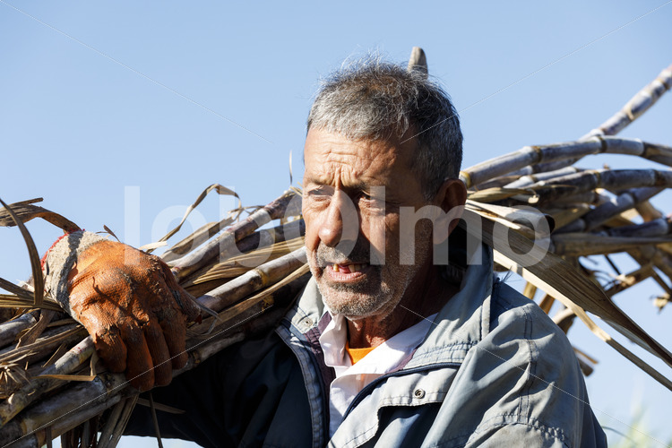 Zuckerrohrernte (Paraguay, Manduvira) - lobOlmo Fair-Trade-Fotoarchiv