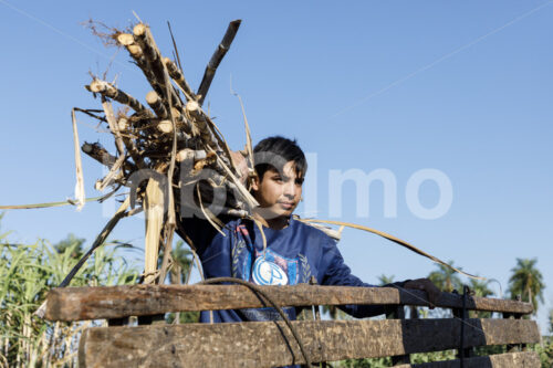 Zuckerrohrernte (Paraguay, Manduvira) - lobOlmo Fair-Trade-Fotoarchiv