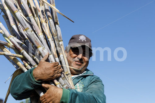 Zuckerrohrernte (Paraguay, Manduvira) - lobOlmo Fair-Trade-Fotoarchiv