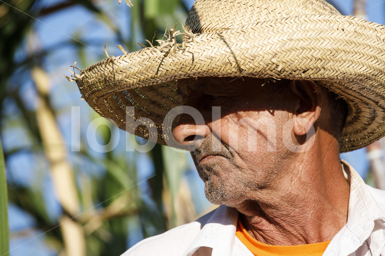 Zuckerrohrerntehelfer (Paraguay, Manduvira) - lobOlmo Fair-Trade-Fotoarchiv