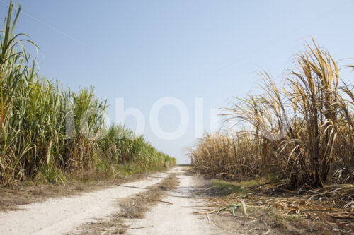 Zuckerrohrfelder (Belize, BSCFA) - lobOlmo Fair-Trade-Fotoarchiv