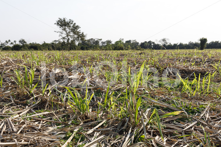 Zuckerrohrschösslinge (Paraguay, Manduvira) - lobOlmo Fair-Trade-Fotoarchiv